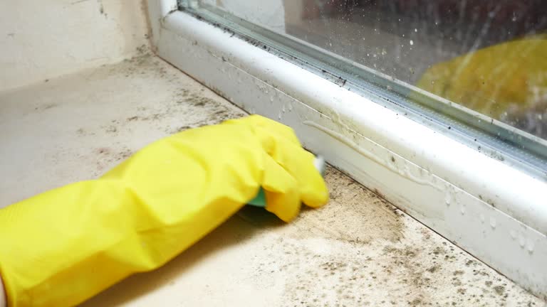 Why You Should Choose Our Mold Remediation Services in Bala Cynwyd, PA